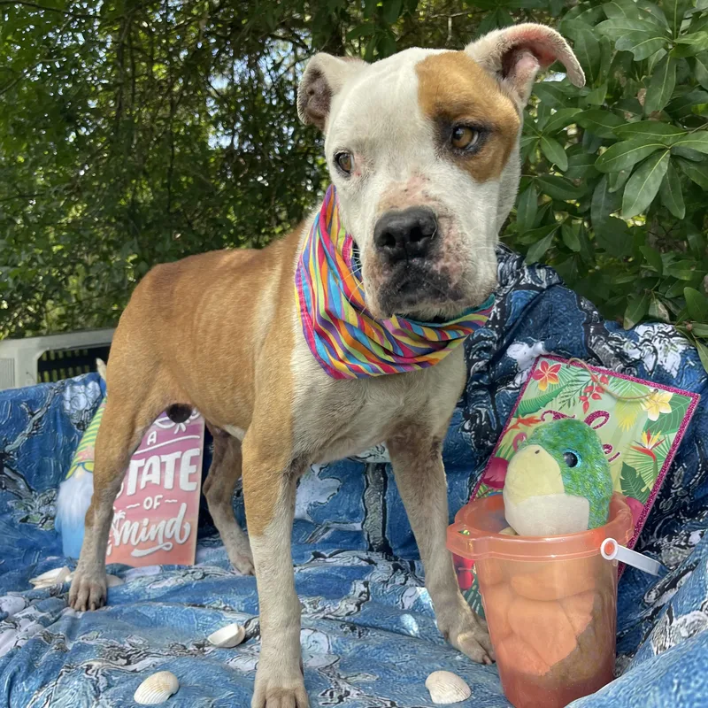 An adult medium-sized male Boxer dog named Rango for adoption in Sebring, FL
