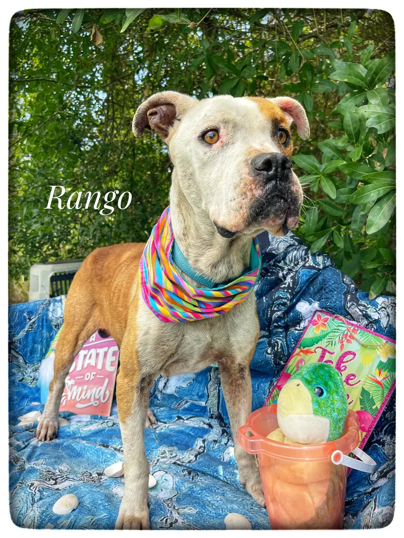 Rango thumbnail 3
