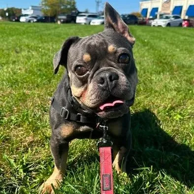 An adult small-sized male French Bulldog dog named HemmingwayMeet me on for adoption in Hartland, WI