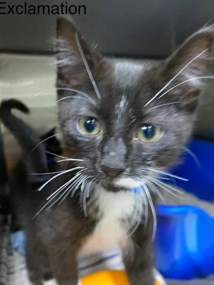 A baby medium-sized male Domestic Short Hair cat named Exclamation for adoption in Hobart, IN