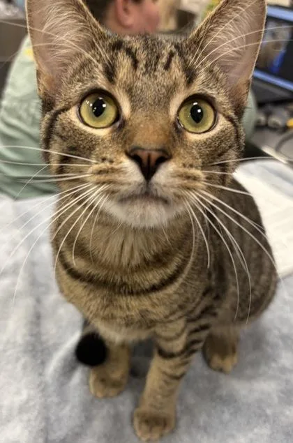 A baby small-sized male Domestic Short Hair cat named Damien for adoption in Fishers, IN