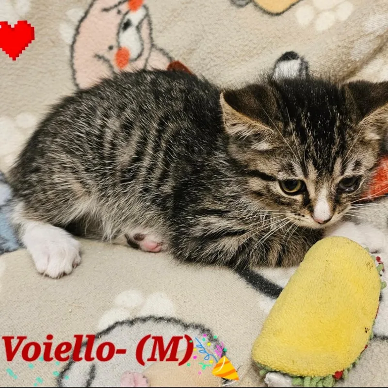 A baby small-sized male Brown / Chocolate Domestic Short Hair cat named Voiello for adoption in Westminster, CA