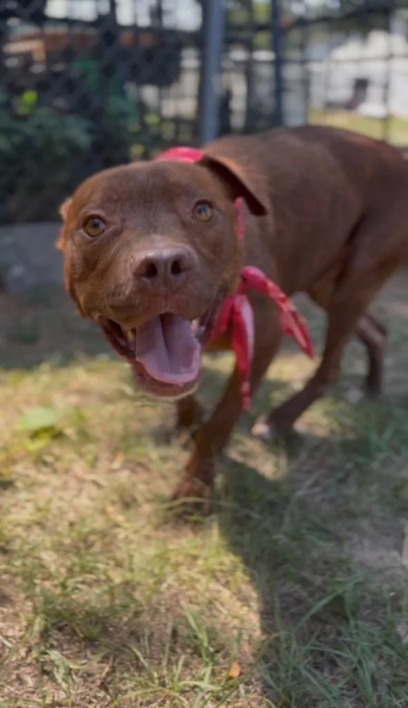 An adult medium-sized male Red / Chestnut / Orange Mixed Breed dog named Blaze for adoption in Winnsboro, SC