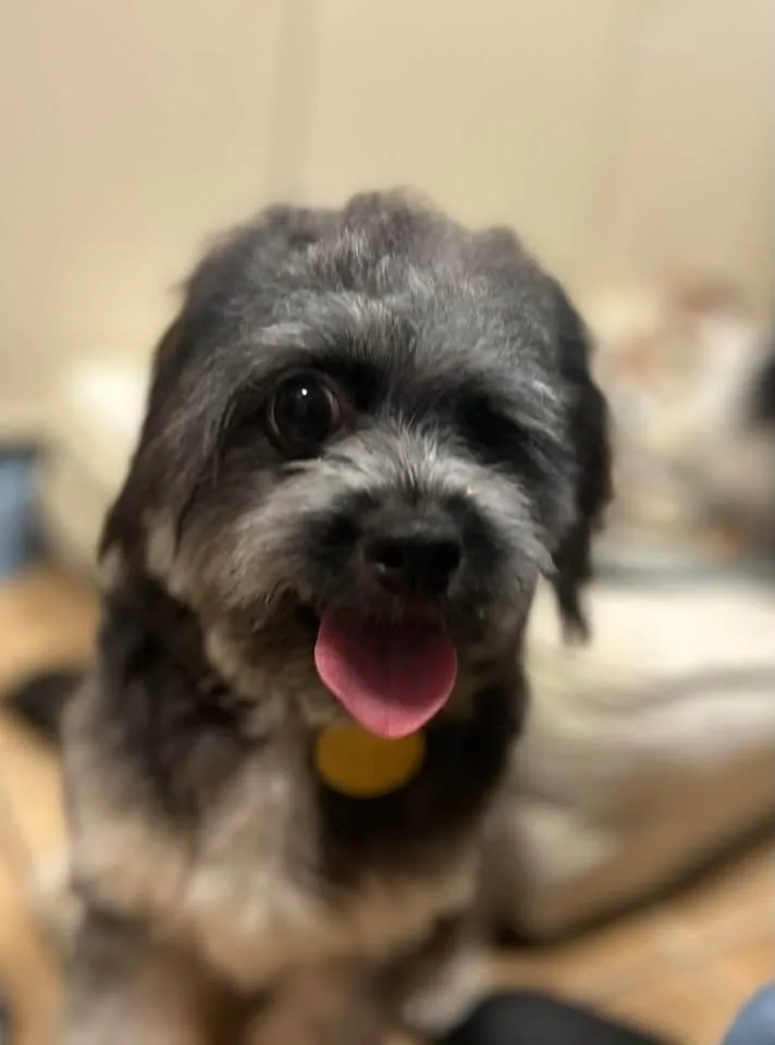 A young small-sized female Gray / Blue / Silver Morkie dog named Felicity for adoption in Oak Ridge, NJ