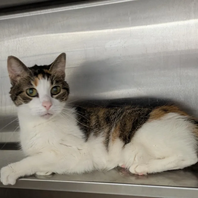 An adult medium-sized female Calico Domestic Short Hair cat named Twit  Independent Girl for adoption in Oshkosh, WI