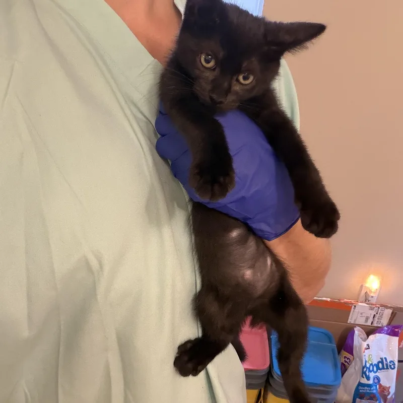 A baby small-sized female Black Domestic Short Hair cat named Luna Lovegood for adoption in Lindenhurst, NY