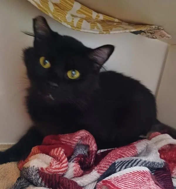A young small-sized female Domestic Short Hair cat named Regina for adoption in San Diego, CA