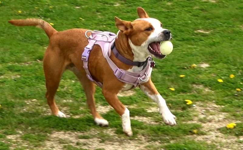 A young medium-sized female Red / Chestnut / Orange American Staffordshire Terrier dog named Phoenix for adoption in Oregon, WI