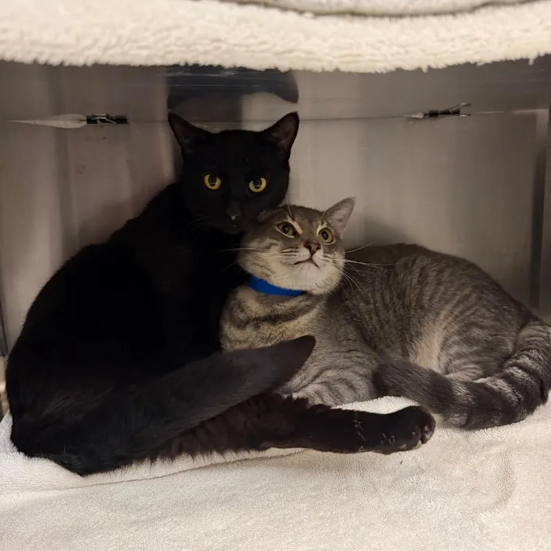 An adult medium-sized male Gray / Blue / Silver Domestic Short Hair cat named Ray for adoption in Hamburg, NY