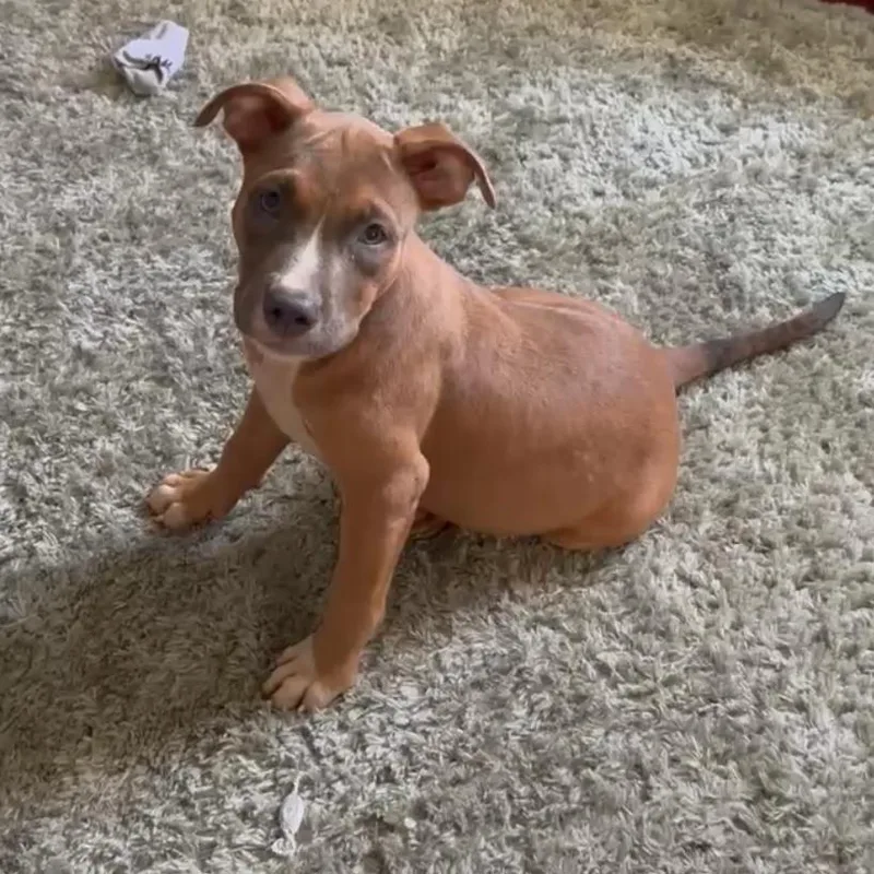 A baby medium-sized female Brown / Chocolate Black Mouth Cur dog named Lily for adoption in New Orleans, LA