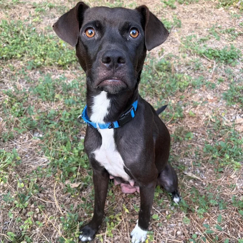 An adult medium-sized female Black Mixed Breed dog named Mrs. Pickles for adoption in Kerrville, TX