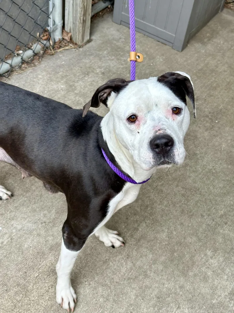 An adult medium-sized female Black Pit Bull Terrier dog named Aqua for adoption in Chicago, IL