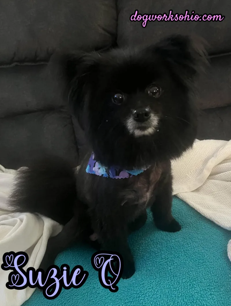 Susie Q
