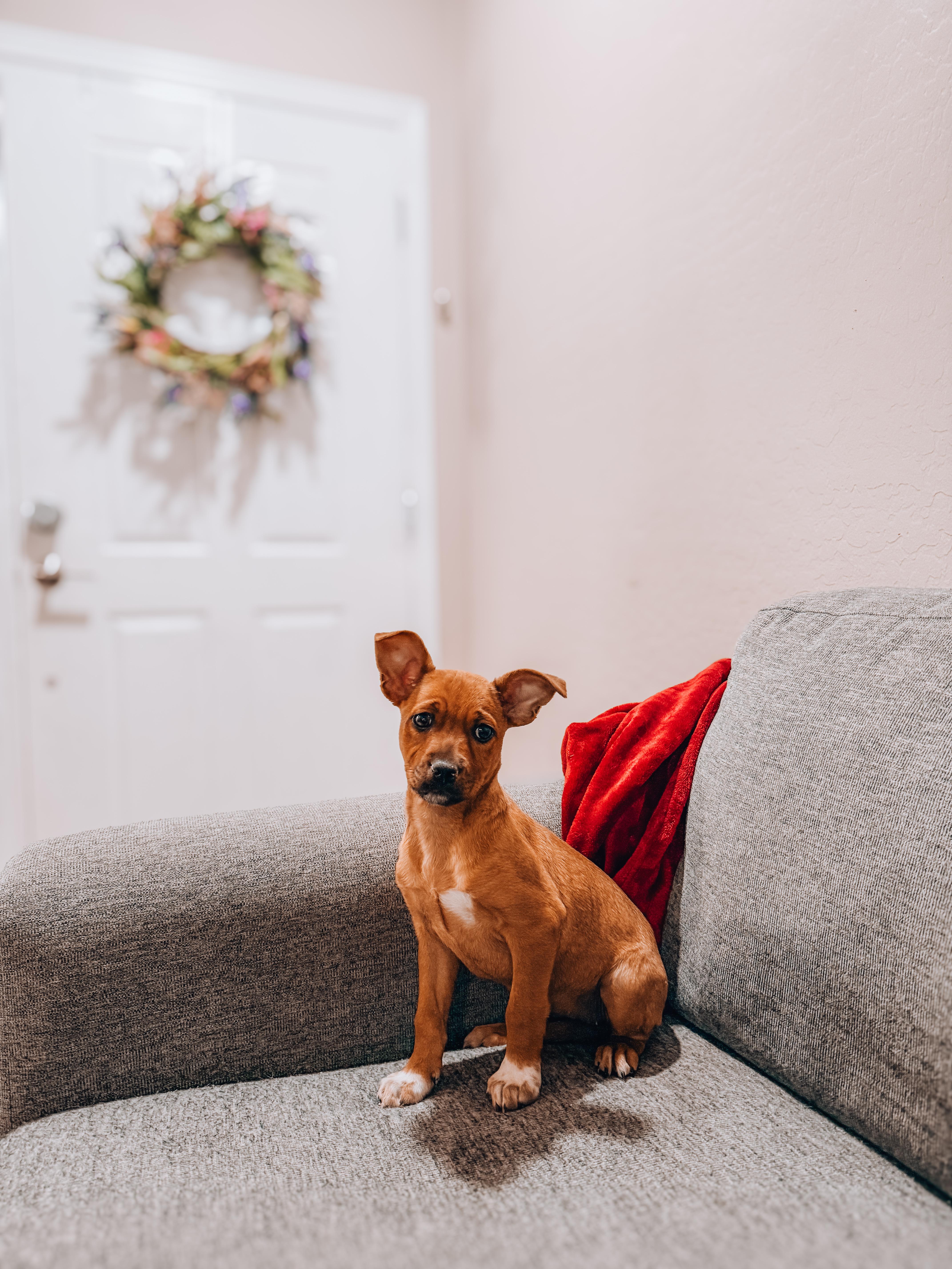 A baby medium-sized female Boxer dog named Cinnamon for adoption in Goodyear, AZ
