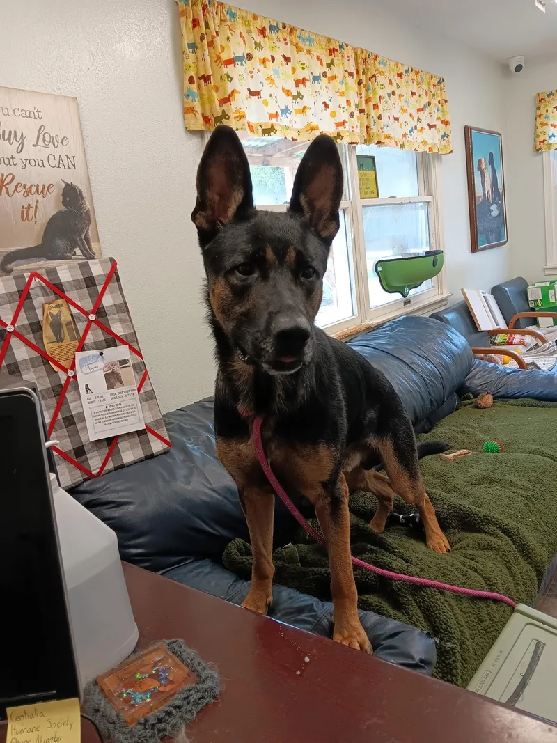 A young large-sized male German Shepherd Dog dog named Fritz for adoption in Centralia, IL