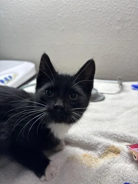 A baby small-sized female Domestic Short Hair cat named Rosie for adoption in Sherwood, OR