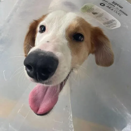 A young medium-sized male White / Cream Mixed Breed dog named Louisiana for adoption in Davenport, IA