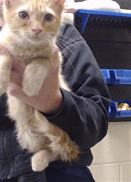 A baby small-sized male Domestic Medium Hair cat named Flarion for adoption in Denver, CO