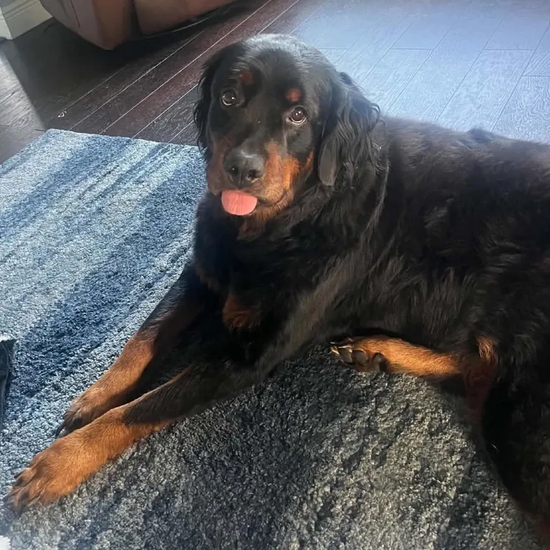 An adult large-sized male Black Rottweiler dog named Leon for adoption in Fort Lauderdale, FL