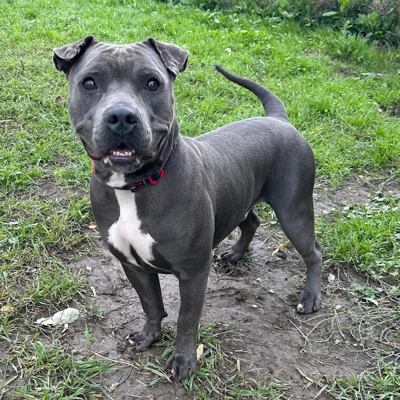 A young large-sized male Gray / Blue / Silver American Staffordshire Terrier dog named Tu'i for adoption in Lindon, UT