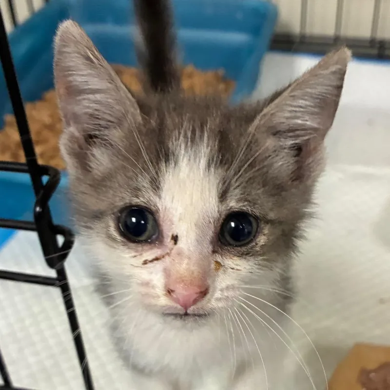 A baby small-sized male Gray / Blue / Silver Domestic Short Hair cat named Toby for adoption in Bronson, FL