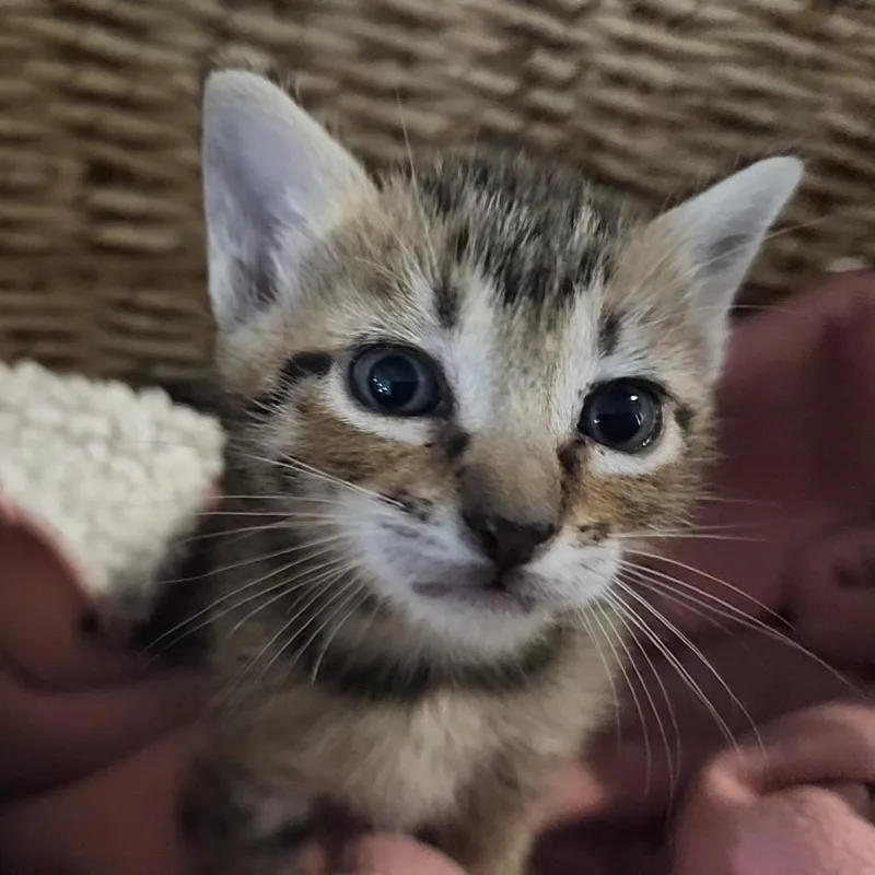 A baby small-sized female Brown / Chocolate Domestic Short Hair cat named I Am Groot for adoption in Austin, TX