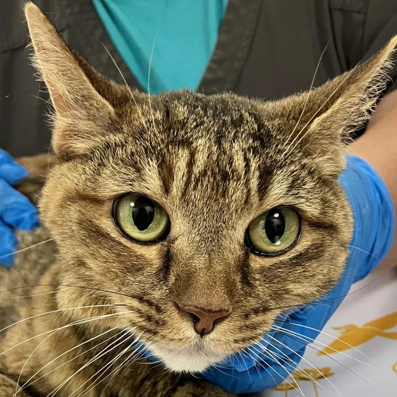 An adult medium-sized female Torbie Domestic Short Hair cat named Dusty for adoption in Las Cruces, NM