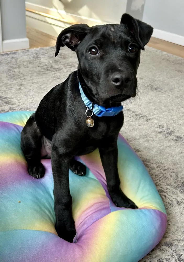 A baby medium-sized male Black Labrador Retriever dog named Frankie Aka Parmesan for adoption in Brewster , NY