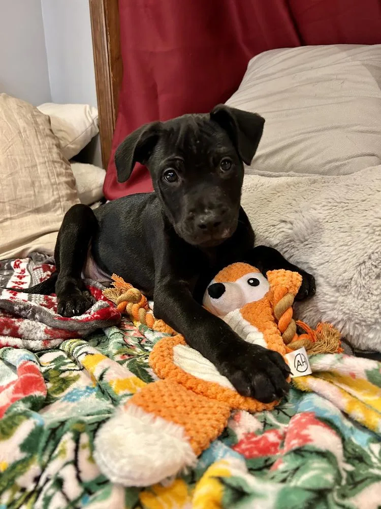 Frankie Aka Parmesan thumbnail 2