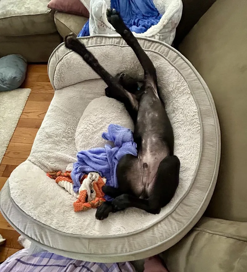 Frankie Aka Parmesan thumbnail 3