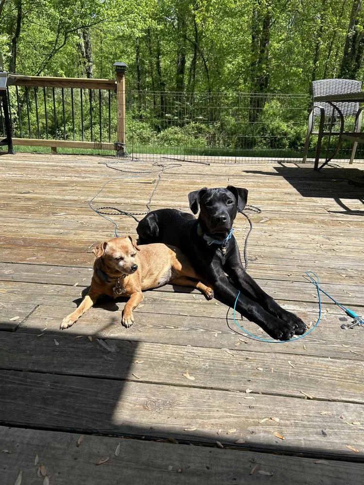 Frankie Aka Parmesan thumbnail 4