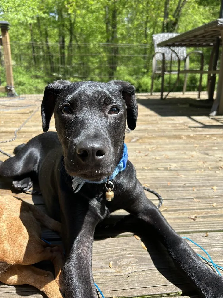 Frankie Aka Parmesan thumbnail 5