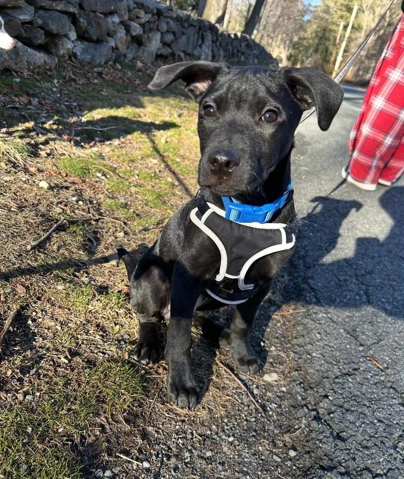 Frankie Aka Parmesan thumbnail 6