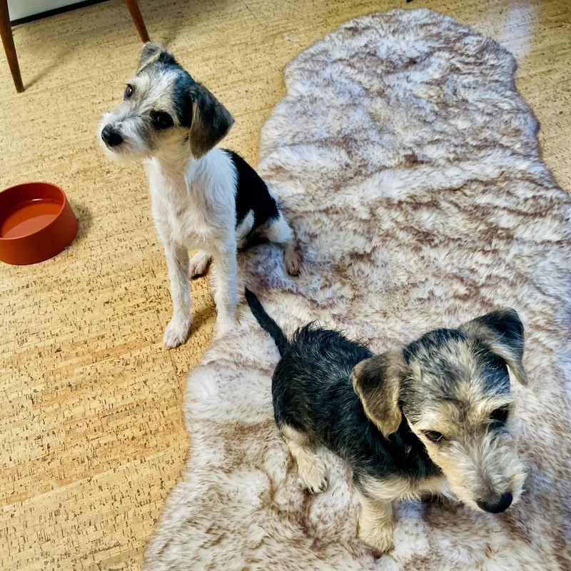 A young small-sized male Miniature Schnauzer dog named Higgins for adoption in Los Gatos, CA
