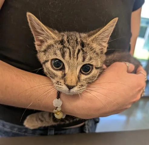 A baby small-sized male Domestic Short Hair cat named Cookie for adoption in San Martin, CA