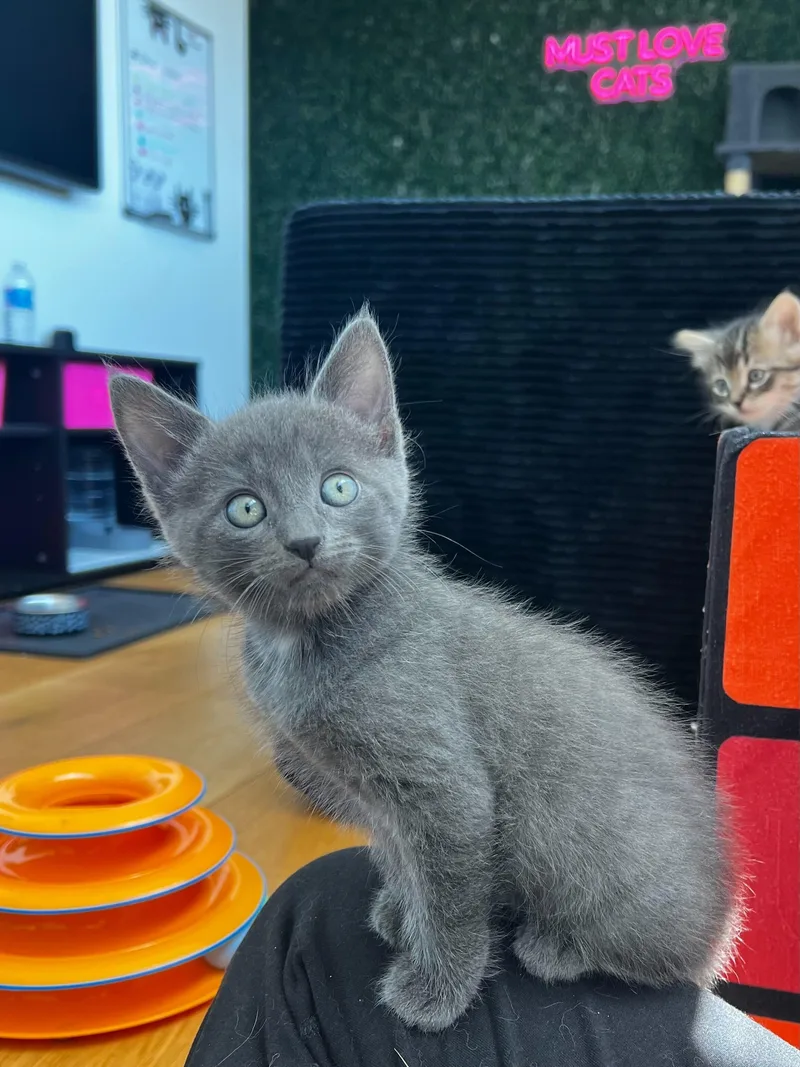 A baby medium-sized female Gray / Blue / Silver Domestic Short Hair cat named Fiona for adoption in Santa Monica, CA