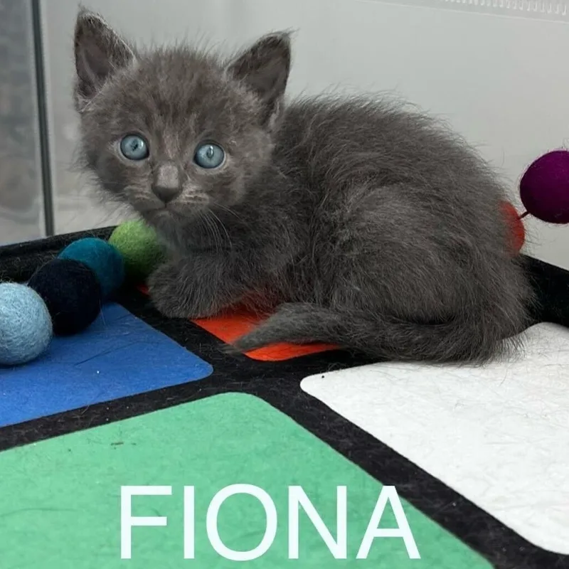 Fiona thumbnail 4
