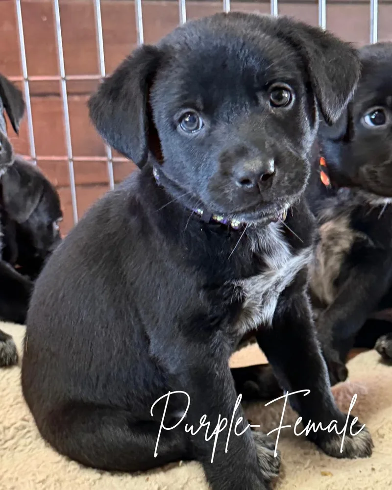 A baby medium-sized female Black Labrador Retriever dog named Patsy for adoption in Herald, CA