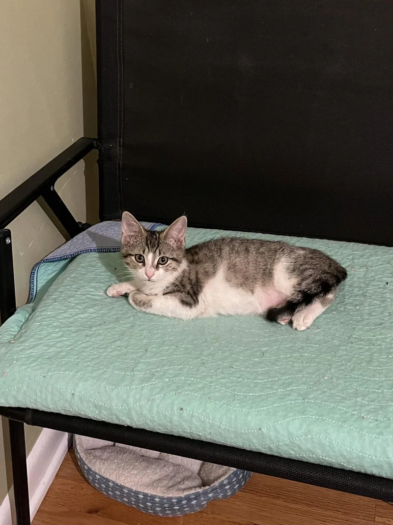 A young small-sized male Domestic Short Hair cat named Liberty Bell for adoption in Aurora, CO