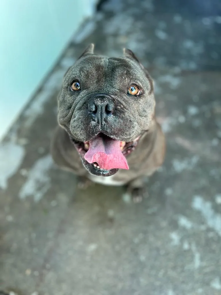 A senior medium-sized female English Bulldog dog named Punky for adoption in Los Angeles, CA