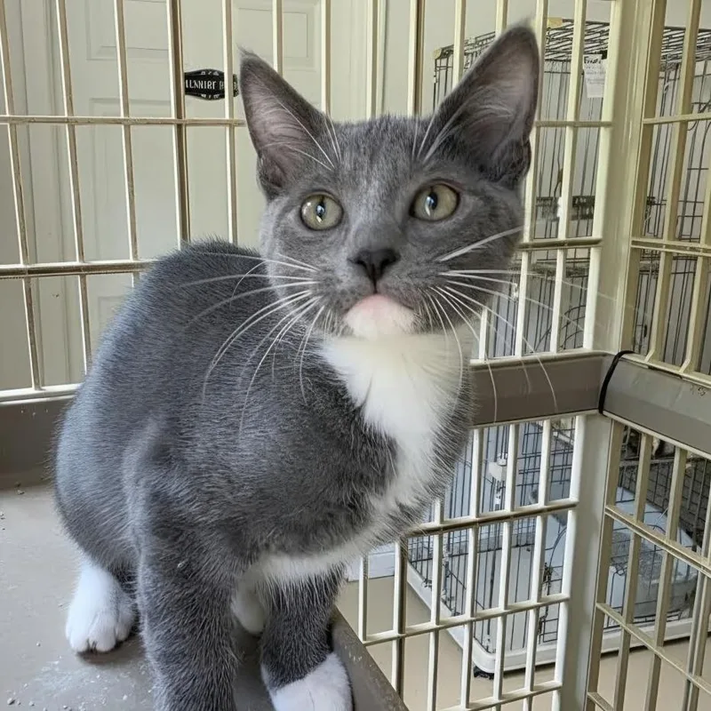A baby medium-sized female Gray & White Domestic Short Hair cat named Skunk for adoption in Wiggins, MS