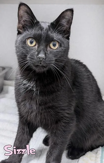 An adult medium-sized male Domestic Short Hair cat named Sizzle for adoption in Mason, MI