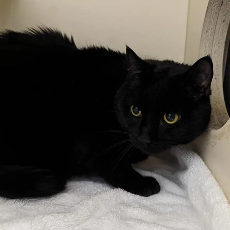 Midnight thumbnail 2