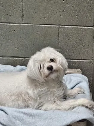 An adult small-sized female Lhasa Apso dog named Marie for adoption in Phoenix, AZ