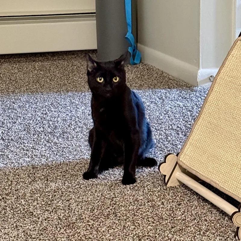 A young medium-sized female Black Domestic Medium Hair cat named Kuro for adoption in East Greenwich, RI