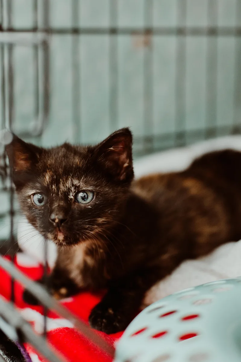 A baby medium-sized female Dilute Tortoiseshell Domestic Short Hair cat named Hope for adoption in Le Mars, IA