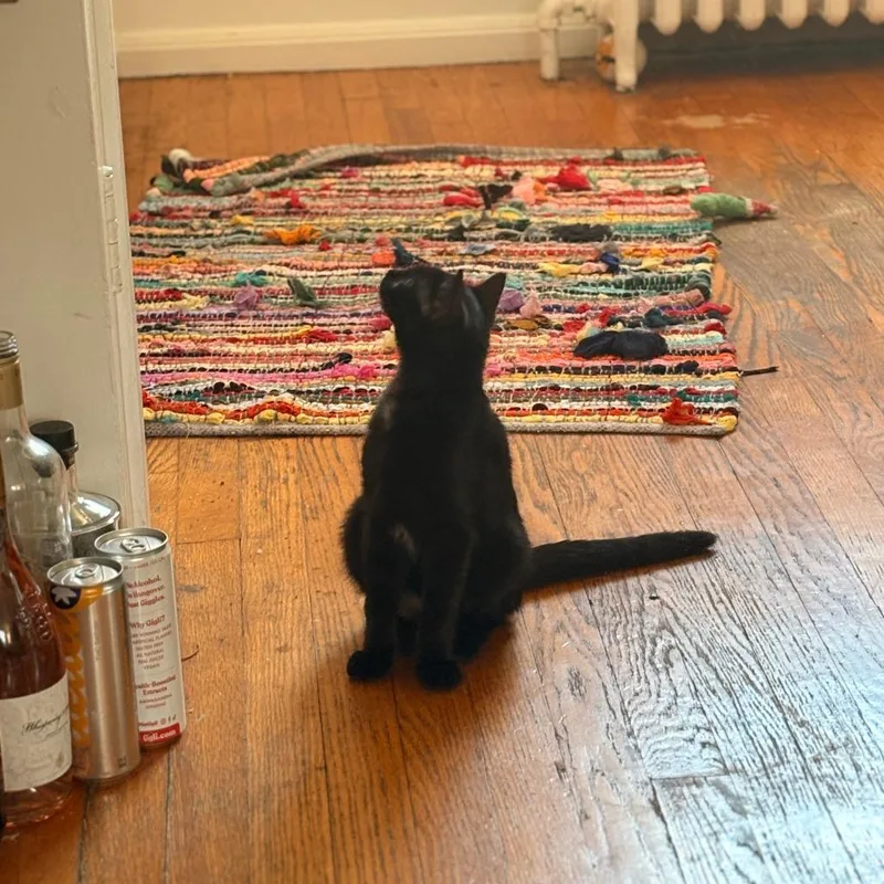 A young medium-sized female Black Domestic Short Hair cat named Capri Sun for adoption in Evanston, IL