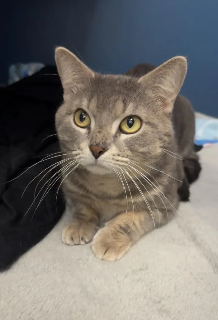 An adult small-sized male Domestic Short Hair cat named Teddy for adoption in Grand Forks, ND