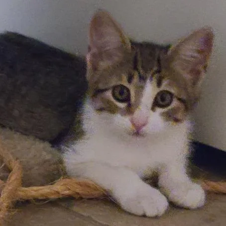 Nelly