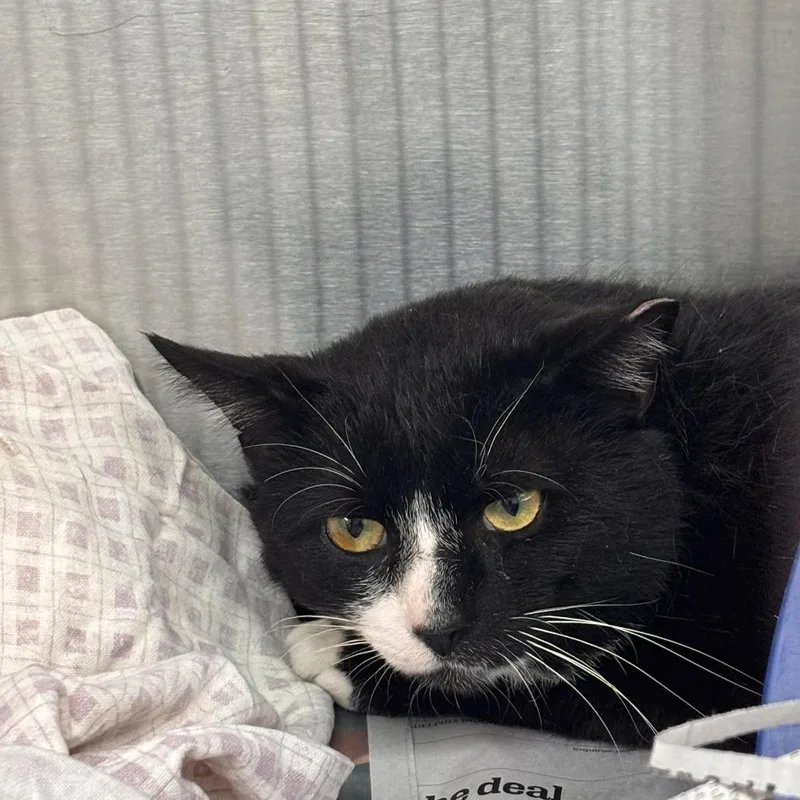 A senior medium-sized male Black Domestic Short Hair cat named Soxx for adoption in Philadelphia, PA